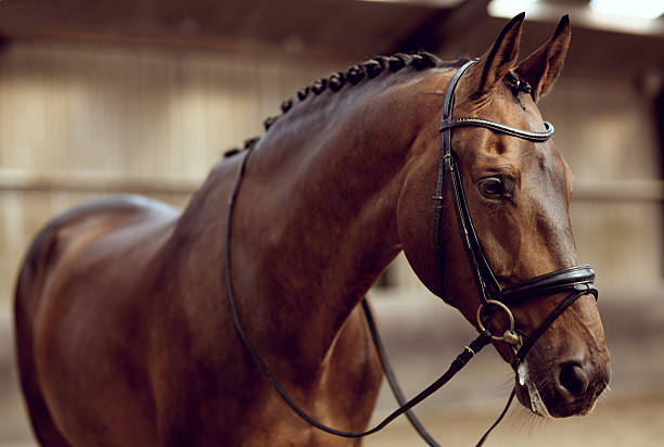 close-up of 말 - animal head horse stable barn 뉴스 사진 이미지