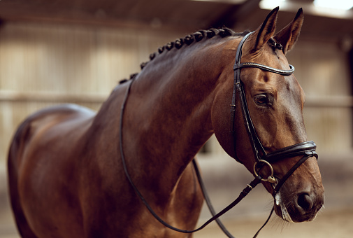 Portrait of a young sports horse with an asterisk on his forehead in a halter.