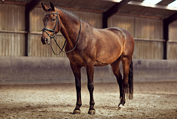 istock horse standing indoors 488210578