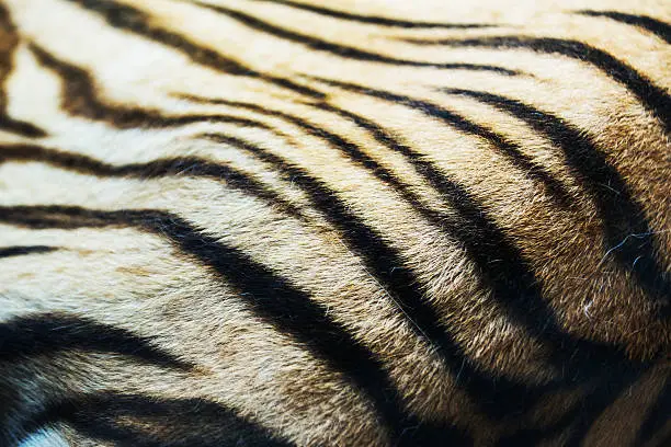 textured of real white bengal tiger fur