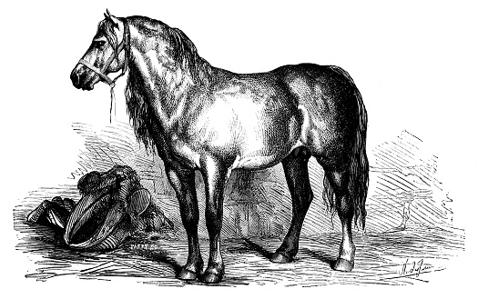 Antique illustration of horses