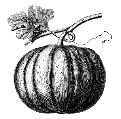Antique illustration of pumpkin