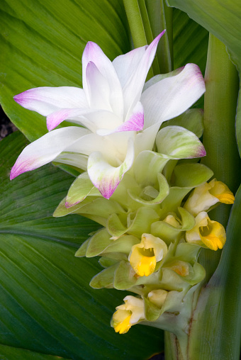 true flower of edible turmeric (Curcuma longa)