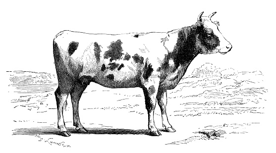 Antique illustration of cow