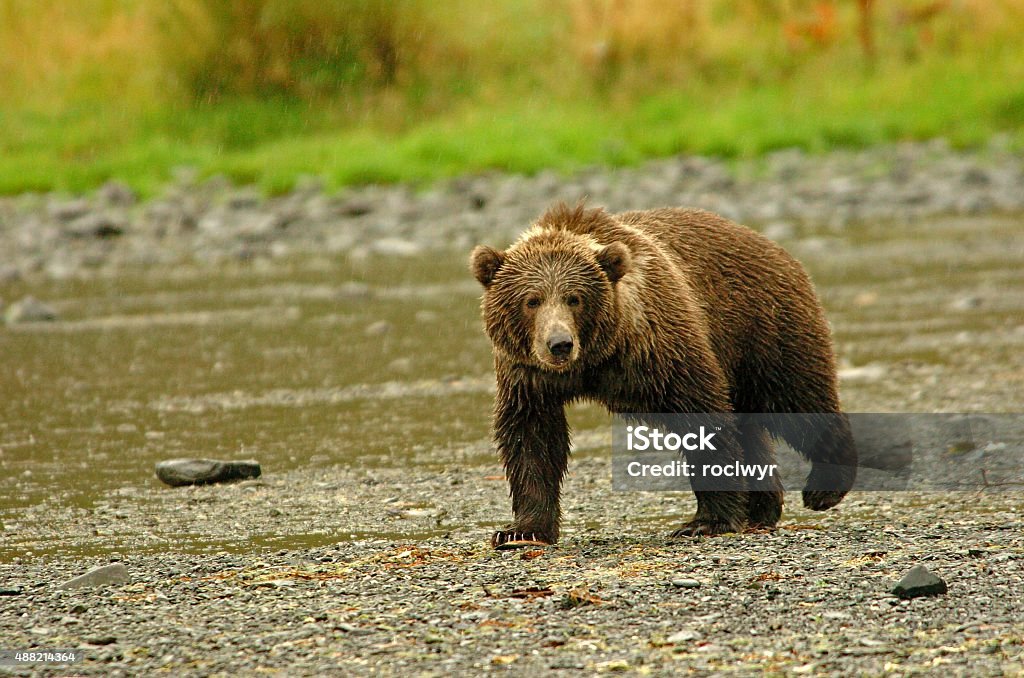 Oso Kodiak rondar en la lluvia - Foto de stock de 2015 libre de derechos