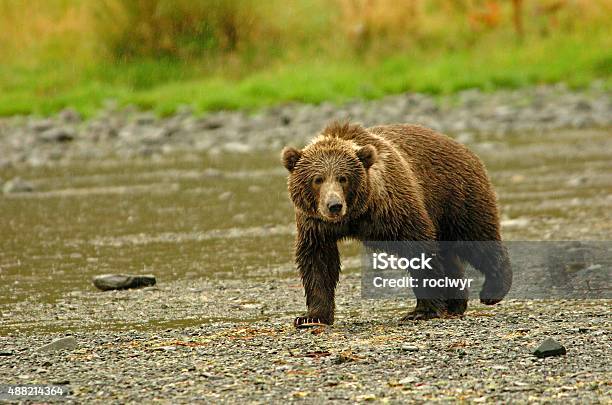 Oso Kodiak Rondar En La Lluvia Foto de stock y más banco de imágenes de 2015 - 2015, Aire libre, Alaska - Estado de los EE. UU.