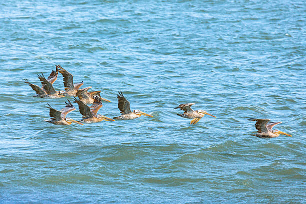 Flock of Pelicans over the Water Surface