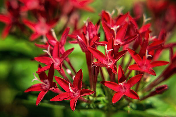 istock Pentas Laneolata Starry Flower magnified red 488215390