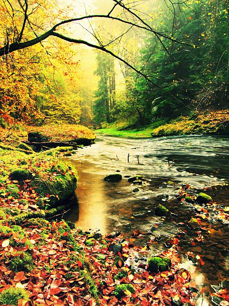 istock Mountain river with colorful beech, aspen and maple leaves. 488216036