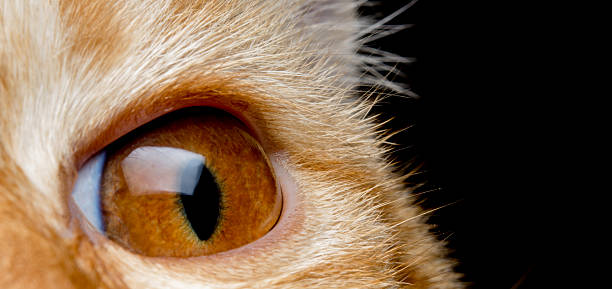 The orange cat's eye macro looking forward stock photo