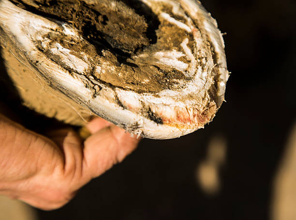 Horse hoof showing the effects of laminitis stock photo
