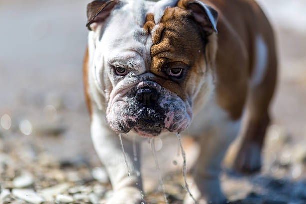 istock English Bulldog looking out from under his brows. 488216896