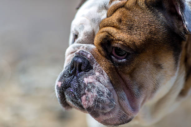 istock English Bulldog looking out from under his brows. 488216964