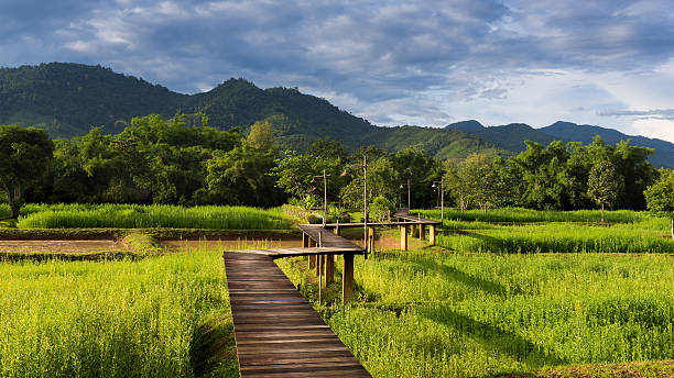 istock Wooden walkway in rice field during raining day 488217760