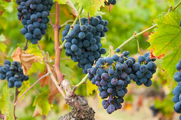 istock Montepulciano wine grapes in vineyard 488218202