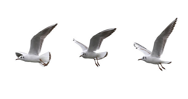 istock Seagulls in flying on a white background. 488218338