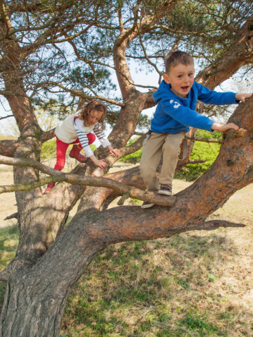 happy young boy and girl climbing in a pine tree on a sunny day