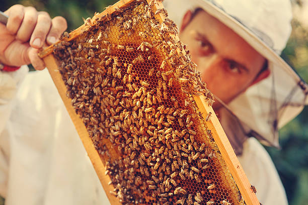 養蜂家集合ハチミツセレクティブフォーカスのハニカムと、 - apiculture ストックフォトと画像