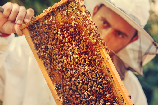 Beekeeper collecting honey selective focus on a honeycomb and bees