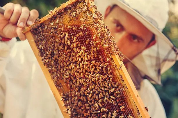 Photo of Beekeeper collecting honey selective focus on a honeycomb and be