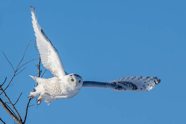 istock Snowy Owl - Wings Spread in Flight 488218559