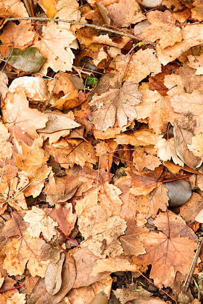istock colorful autumn leaves 488219336