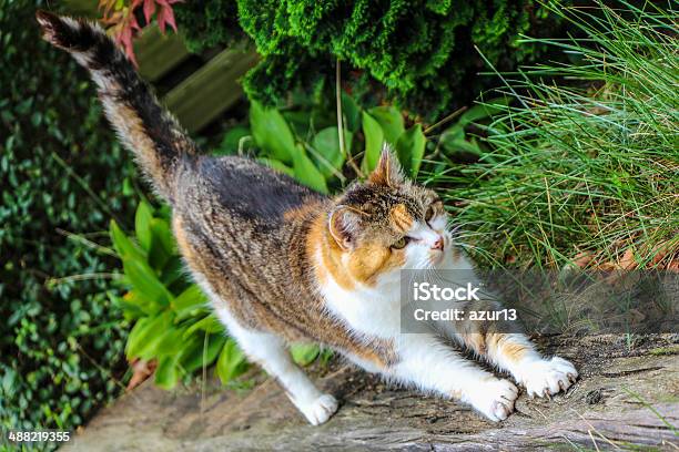 Beautiful Photogenic Cat Stock Photo - Download Image Now - Animal, Animal Back, Animal Body