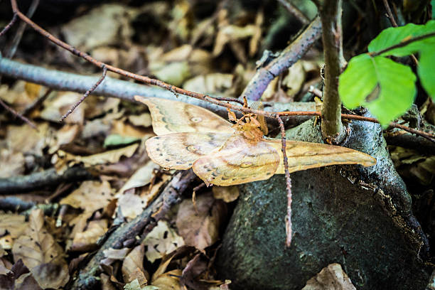A brown moth resting on the forest floor