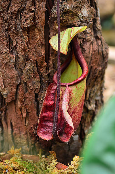 istock tropical pitcher plants or monkey cups in the botanical garden 488219596