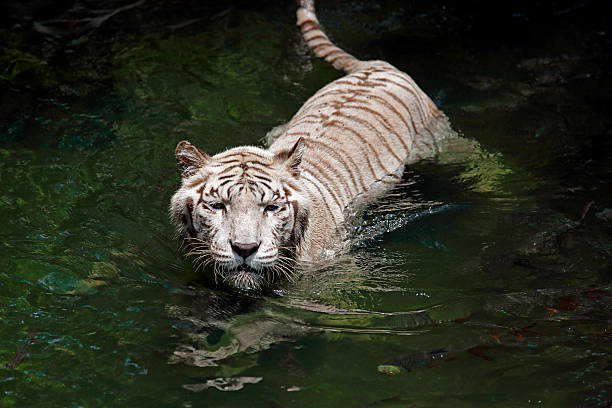 istock White Bengal tiger in water 488219631