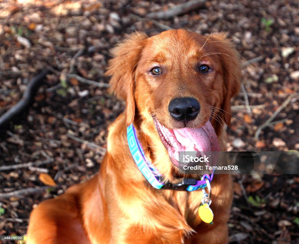 young Golden Retriever happy young golden retriever with tongue hanging out 2015 Stock Photo