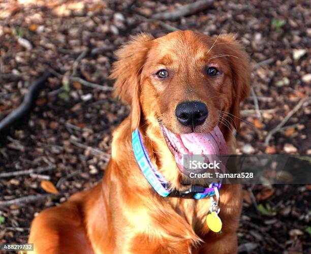 Young Golden Retriever Stock Photo - Download Image Now - 2015, Animal, Animal Mouth