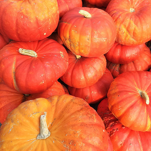 istock Cinderella pumpkins variety 488219824