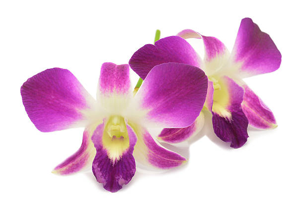 istock Purple orchid isolated over white background 488220297