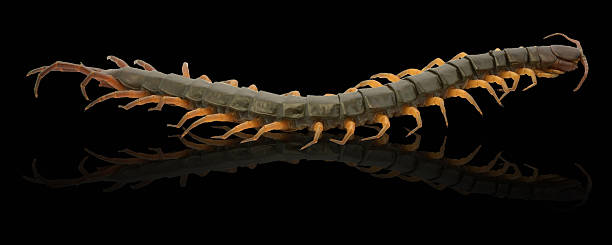 istock closeup of one brown centipede on white background 488220351