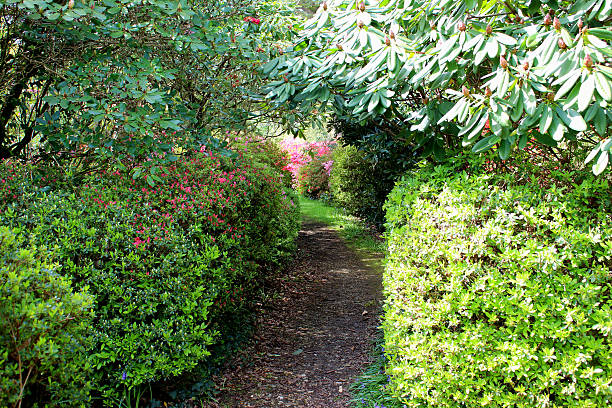 istock Image of azaleas in flower (rhododendron shrubs) next to path 488220673