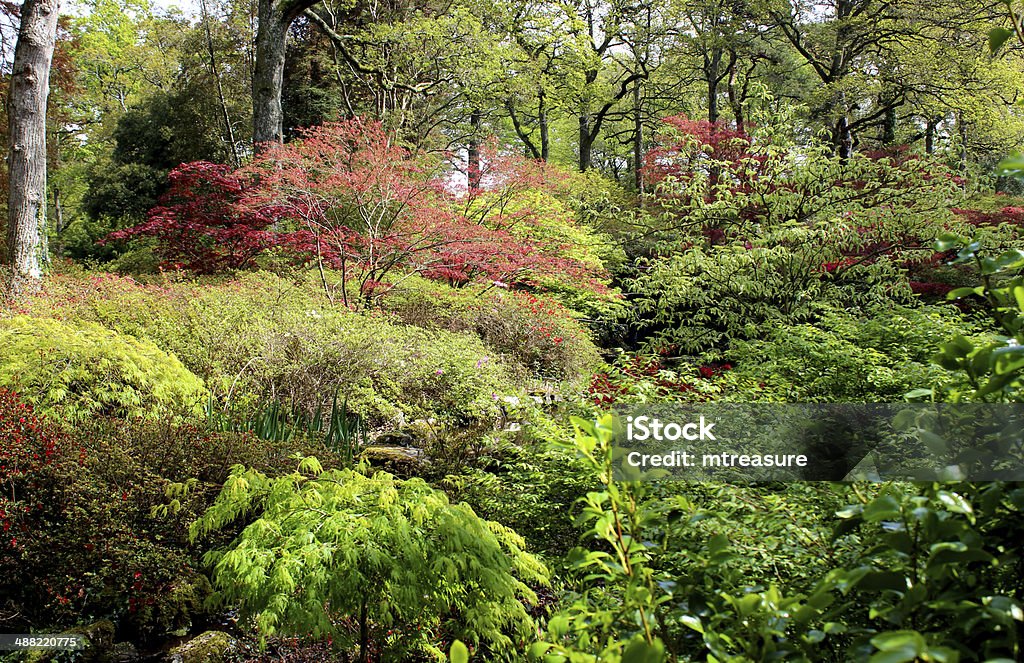 Image of woodland garden with flowering azaleas and Japanese maples Photo showing a beautiful springtime woodland garden with mature oak and beech trees, underplanted with a selection of evergreen azalea shrubs (rhododendron - in flower) and purple leaved Japanese maples (acer palmatum 'atropurpureum') growing in the dappled shade provided by the canopy above. Autumn Stock Photo