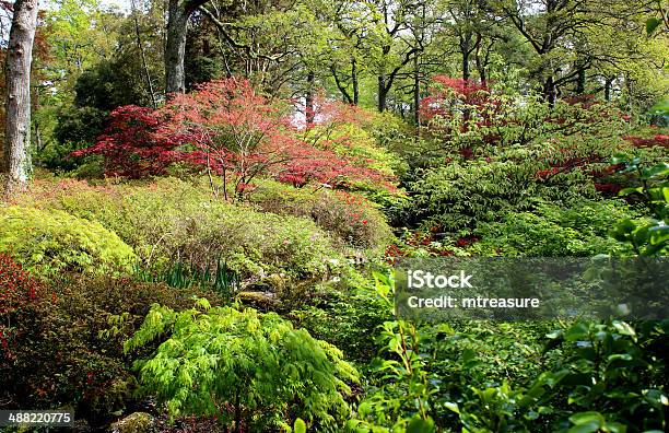 Image Of Woodland Garden With Flowering Azaleas And Japanese Maples Stock Photo - Download Image Now