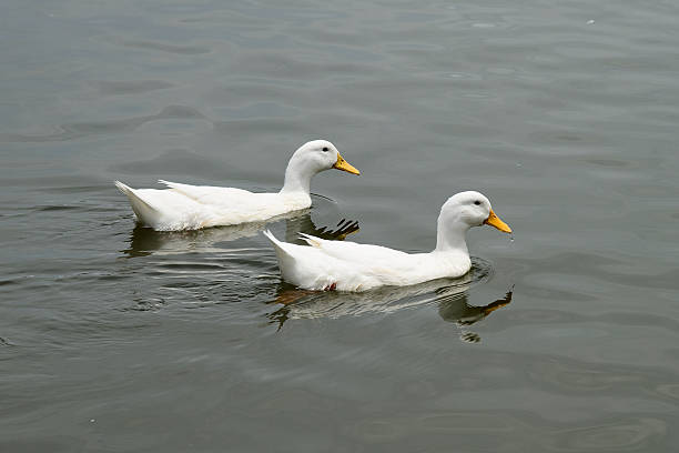 istock White Duck Couple in the Lake 488221066
