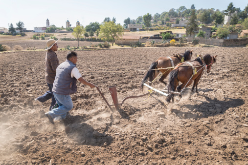 Horse pulled plough in Mexico's farming field