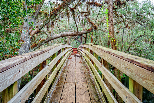Photo of a suspension bridge in the forest at Hillsborough River State Park, near Tampa, Florida, USA