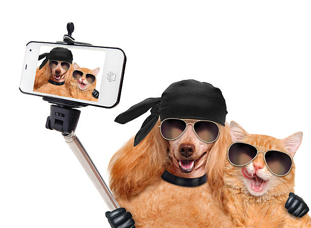 dog with cat taking a selfie together with a smartphone