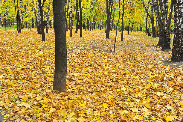 istock Autumn Park in fallen leaves. 488222278