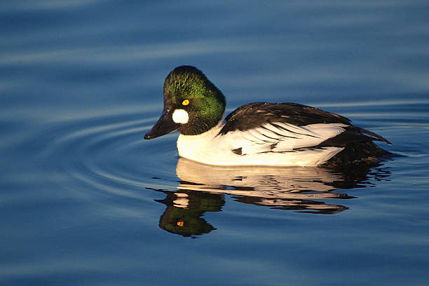 istock Goldeneye portrait 488222609