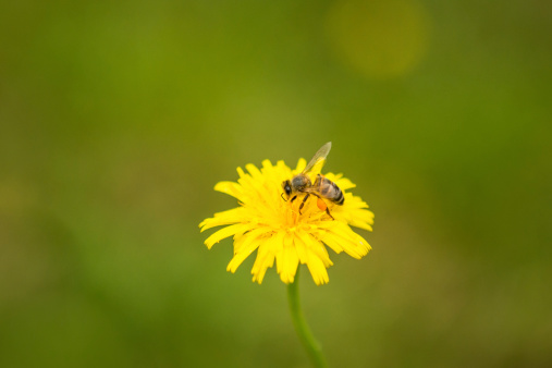 An isolated bee and flower in a open field