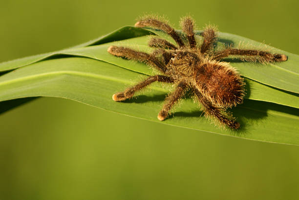 istock Juvenile Burgundy skeleton tarantula (Ephebopus rufescens) 488222895