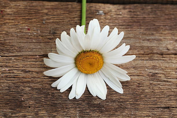 istock Beautiful gentle white garden camomile 488223393
