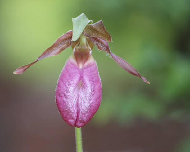 istock Wild Lady Slipper Orchid 488225891