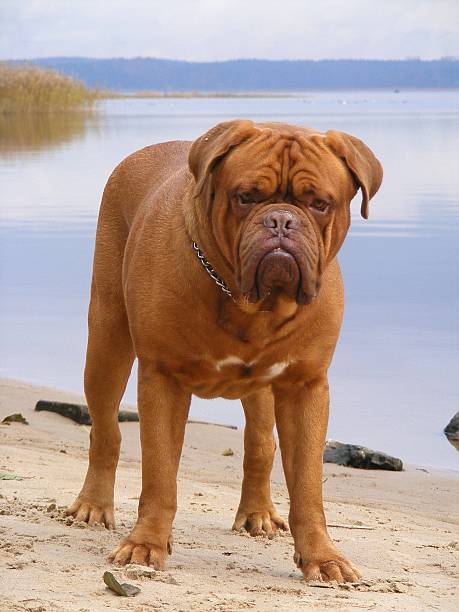 istock French mastiff standing at the lake coast 488239191