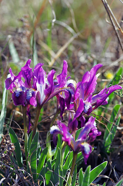 istock Close-up of violet wild iris 488239349